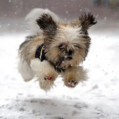 Get Ready to Say Aww Animals in Snow ...