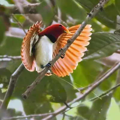 9 Stunning Birds of Paradise ...