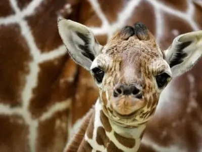 7 Baby Animals That Will Make You Go Awww
