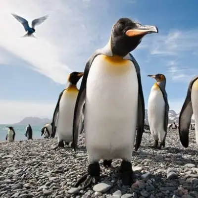 Galapagos penguin fun facts