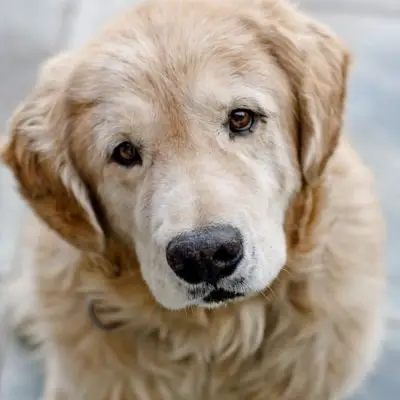 7 Lovely Reasons to Adopt an Older Animal ...