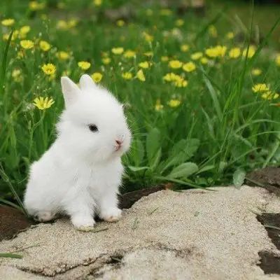 7 Interesting Facts You May Not Know about Rabbits ...