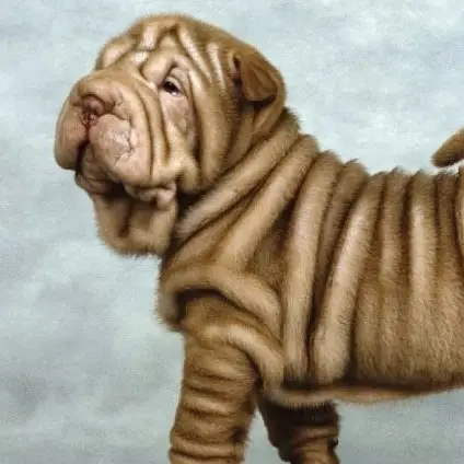 7 Unusual Dog Breeds You May Not Know of ...