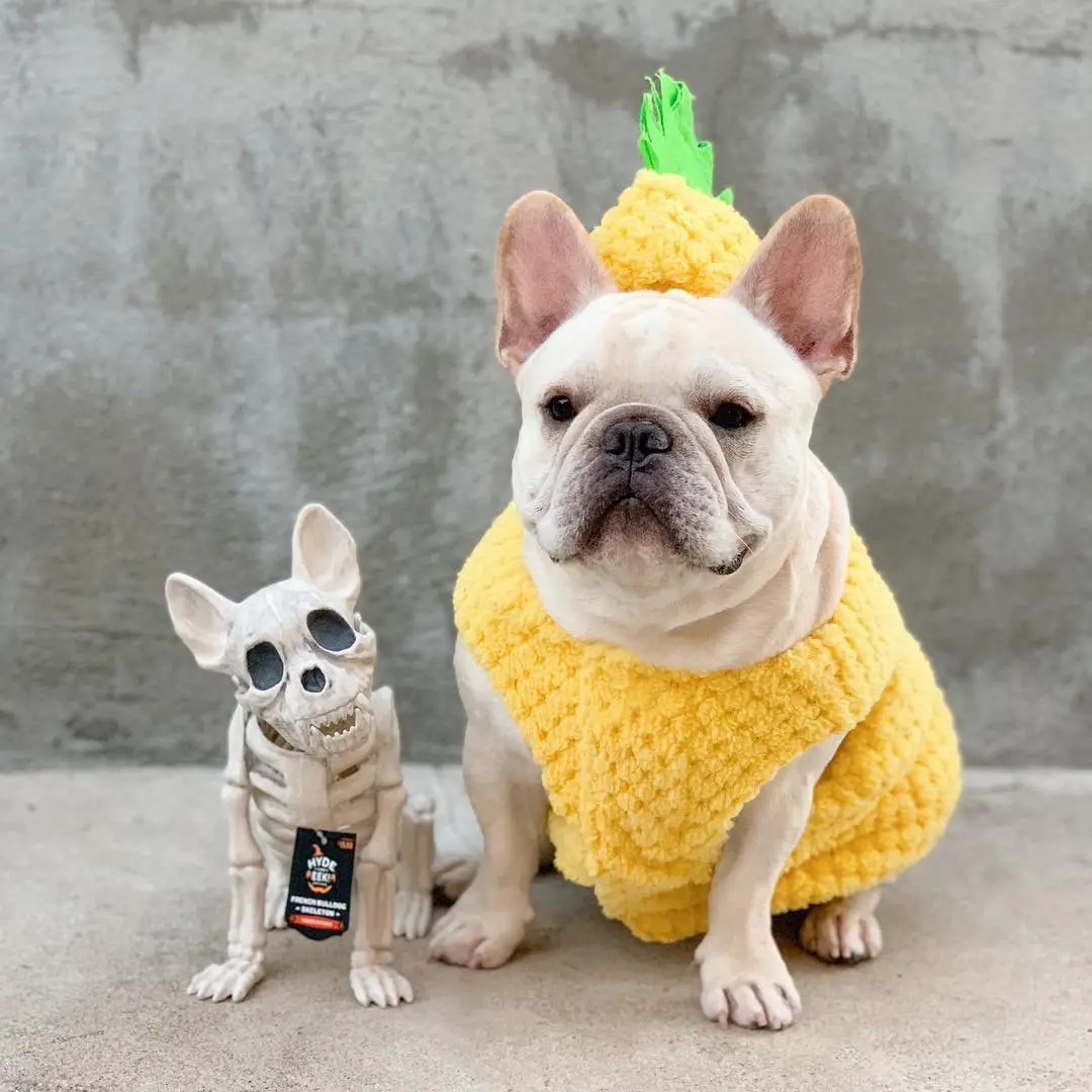 7 Pro Tips for Keeping Pets Safe at Halloween ...