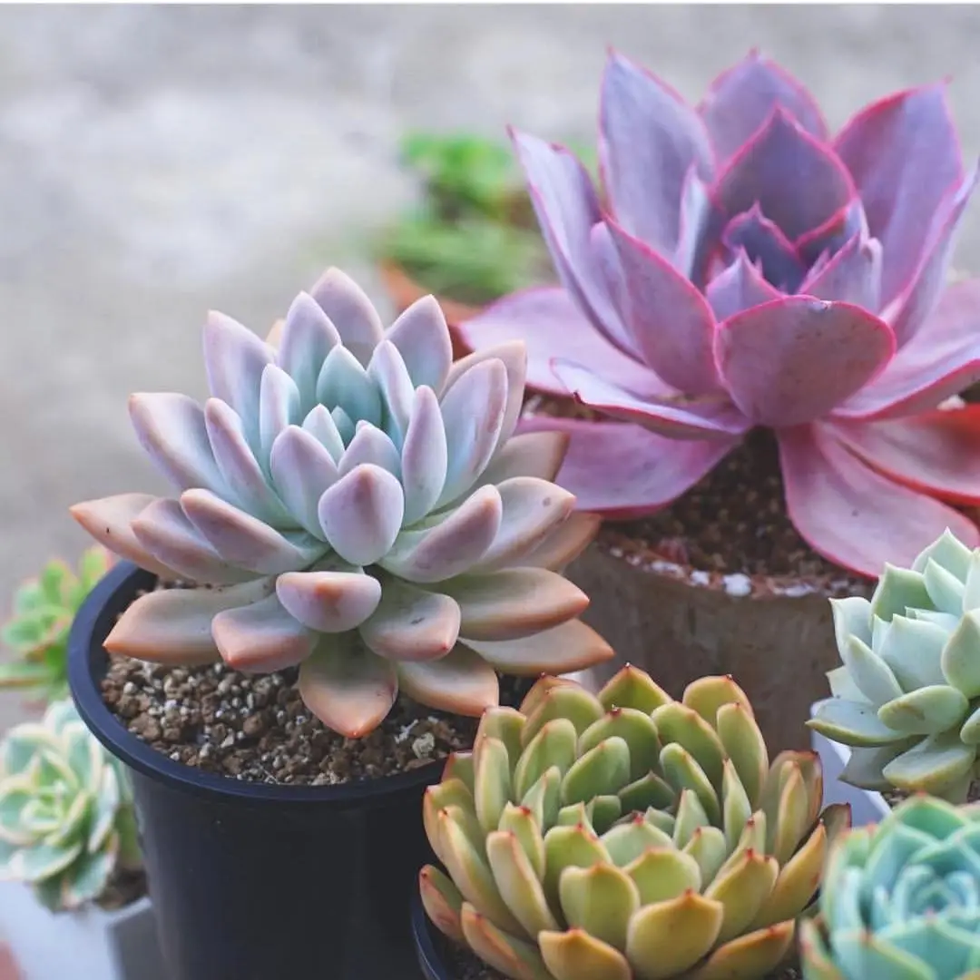 Cool Ways to Have Fun  with Succulents ...