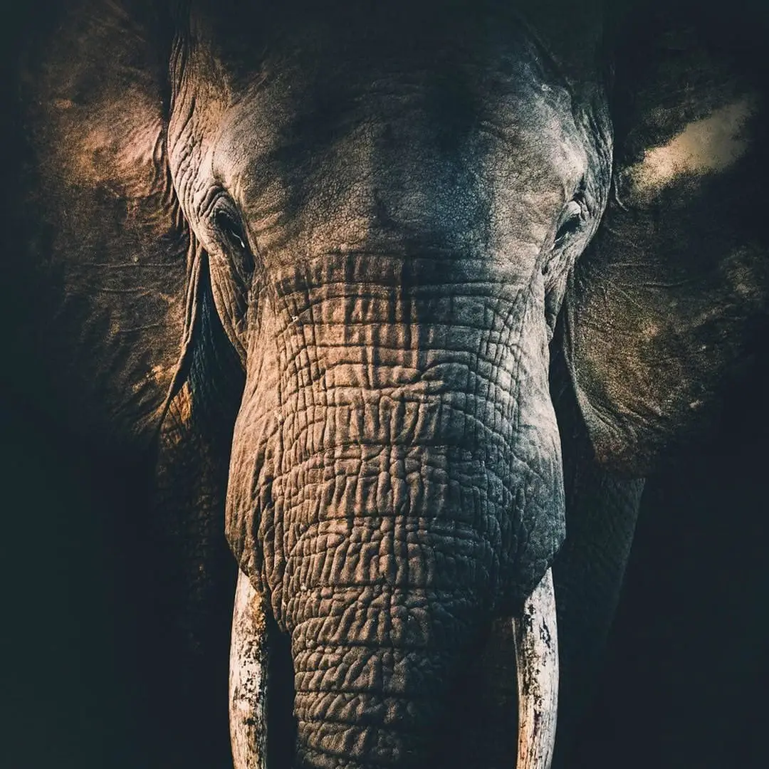 7  Magnificent Facts about Elephants That May Be New to You ...