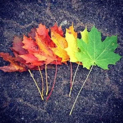 20 Flawless Snapshots of Fall Leaves Changing ...