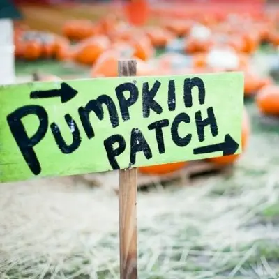 7 Epic Pumpkin Patches in the United States ...