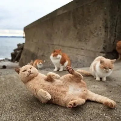 7 Fancy Feline Destinations for Cat Lovers ...