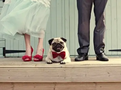 7 Ways to Include Animals in Your Wedding ...